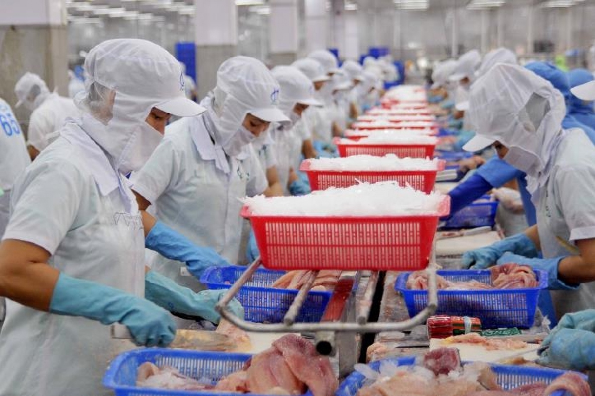 Pangasius exports skyrocket by 81% over 10 months